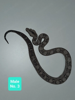 Boa sigma Tarahumara Zwergboa
