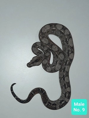 Boa sigma Tarahumara Zwergboa