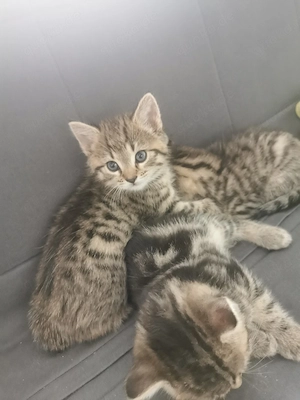 Kätzchen sind am 21.07. geboren  Bild 3