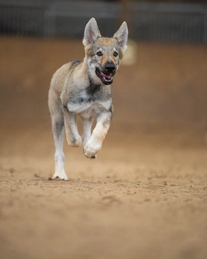 Tschechoslowakischer Wolfshund,Welpe