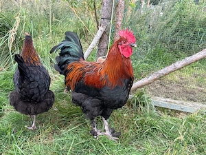 Reinrassige Marans SK Hähne 