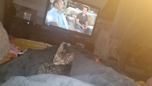    2 kleine Kater suchen ein liebevolles Zuhause   
