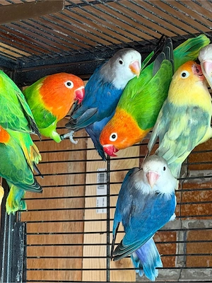 Pfirsichköpfchen (Agaporniden) lovebird unzertrennliche Zwergpapagein, kleinen Papagei