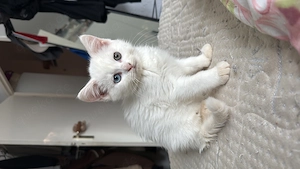 Milky bkh bengal mix 