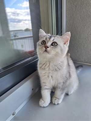 BKH Reinrassige Kitten