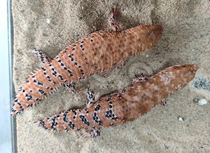 1,1 Egernia epsisolus NZ 22 23