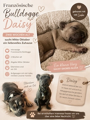 Kleine Bully Dame sucht Zuhause 