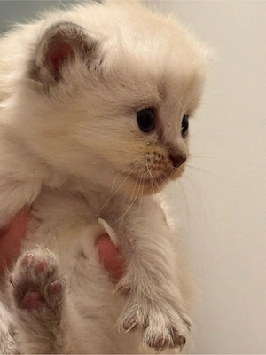 BKH kitten blue point 