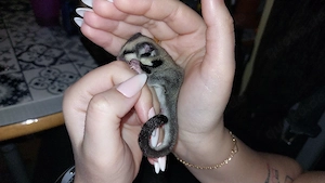 Sugar Glider, Gleitbeutler, Kurzkopfgleitbeutler