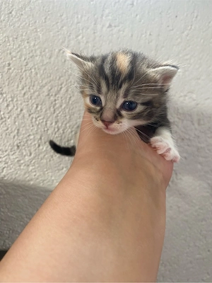   Zwei süße Katzenmädchen suchen ein liebevolles Zuhause   