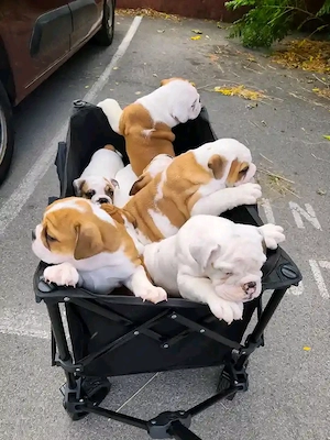 Bezaubernde Englische Bulldoggenwelpen suchen ein liebevolles Zuhause!
