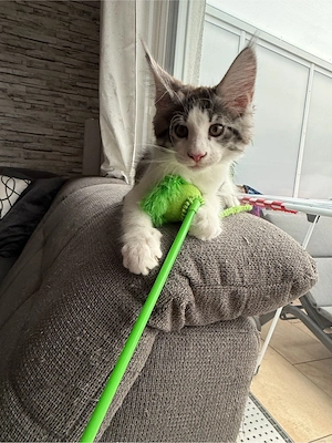 1 Maine Coon Kater 