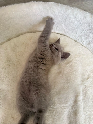 BKH-Kitten