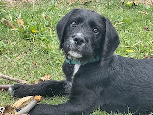 Labradoodle-Mischlings-Welpe dringend abzugeben!