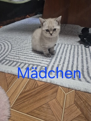 Bkh noch 3 kitten frei