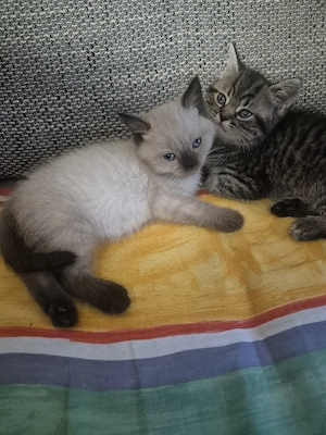 Bkh 2 kitten 