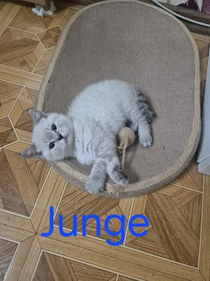 Bkh kitten