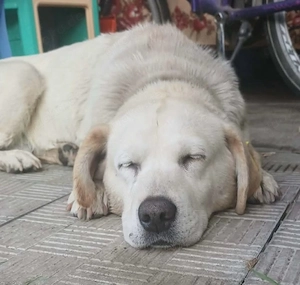 Frieda, 5-jährige Labi Hündin 