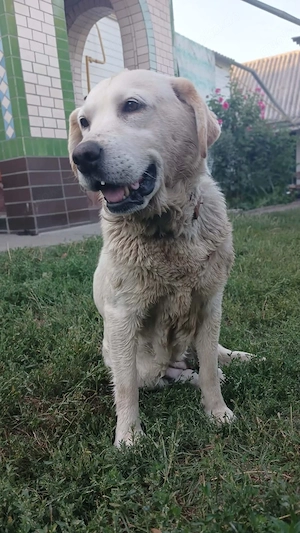 Frieda, 5-jährige Labi Hündin  Bild 3