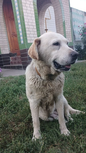 Frieda, 5-jährige Labi Hündin  Bild 4