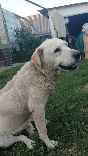 Frieda, 5-jährige Labi Hündin  Bild 2