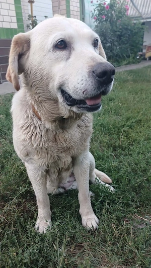 Frieda, 5-jährige Labi Hündin  Bild 5