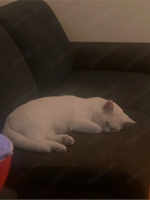 ein kater sucht ein neues zuhause