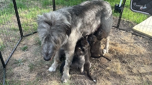 Irisch wolfshund welpen (mix)