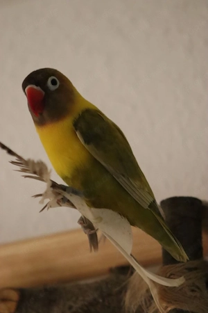 Russköpfchen Fischeri