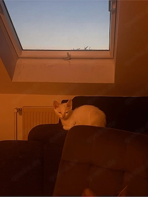 baby kater
