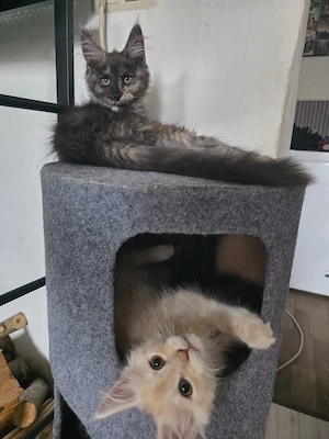    Reinrassige Maine Coon Kitten