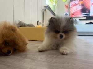Zwergspitz Pomeranian Blue Tan 4 momate 