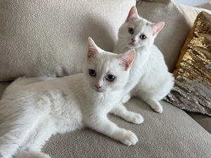 Süße Katzenbabys abzugeben, Türkisch Angora Mix.