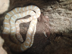 Albino Präriekornnatter Gruppe 2.1 Pantherophis emoryi Bild 2