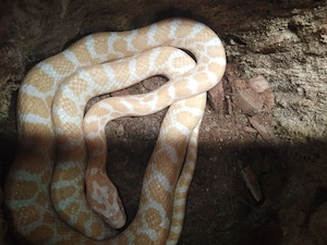 Albino Präriekornnatter Gruppe 2.1 Pantherophis emoryi Bild 1