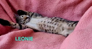 OKH  Siam - Peterbald  Rassemix