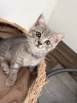 Reinrassige BKH Kitten 