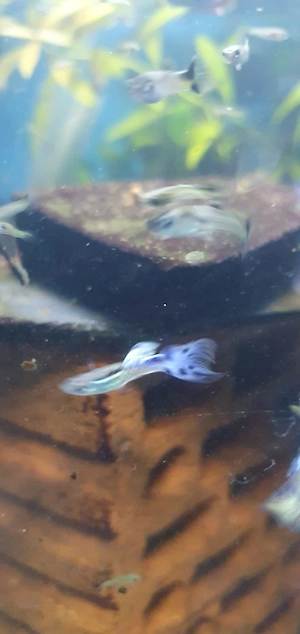 Rarität: BLAUE GUPPYS (Blue Cobra)