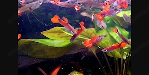 Feuerrote Guppys M W