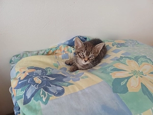    Zauberhafte Devon-Rex-Mischlinge suchen ein liebevolles Zuhause   