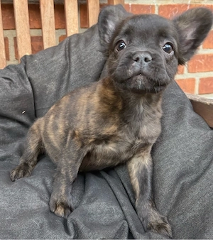 französische bulldogge fluffy