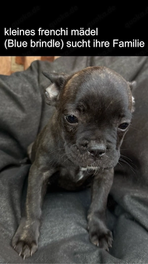 französische bulldogge