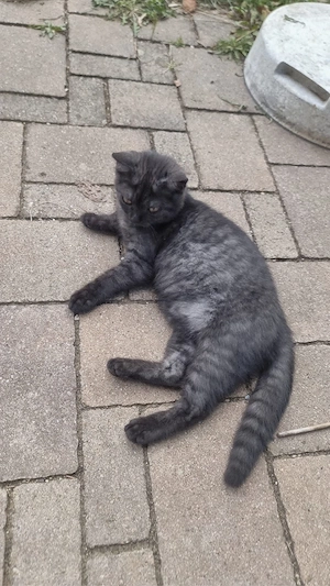 Katzen, Kitten, Katzenbabys 