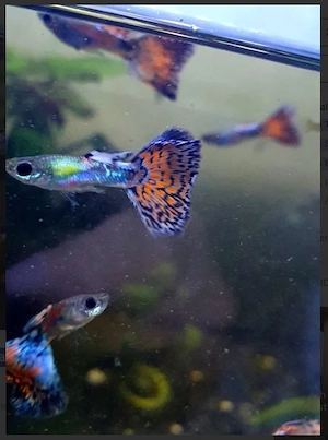 Pracht-GUPPYS (Orange-Blau)
