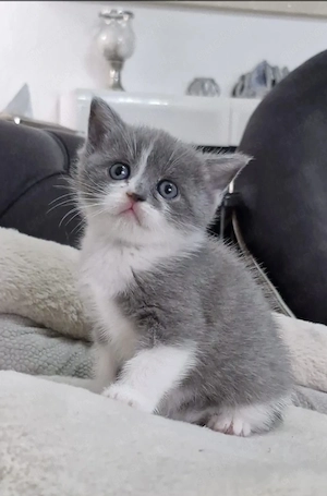 Bkh kitten männlich