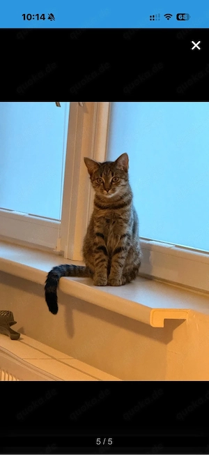 Zwei junge Katzenmädchen suchen ein liebevolles Zuhause