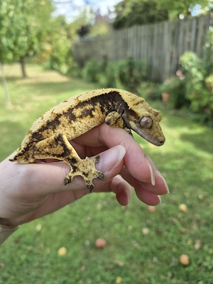 1.0 Kronengecko Männchen Correlophus ciliatus Harlequin adult