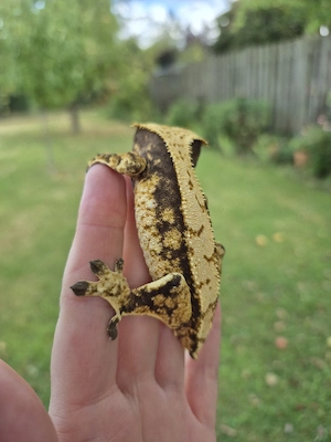 1.0 Kronengecko Männchen Correlophus ciliatus Harlequin adult