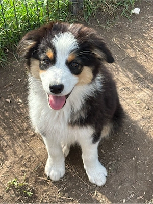 Mini Australian Shepherd Welpen AB SOFORT