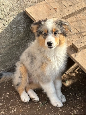 Mini Australian Shepherd Welpen AB SOFORT
